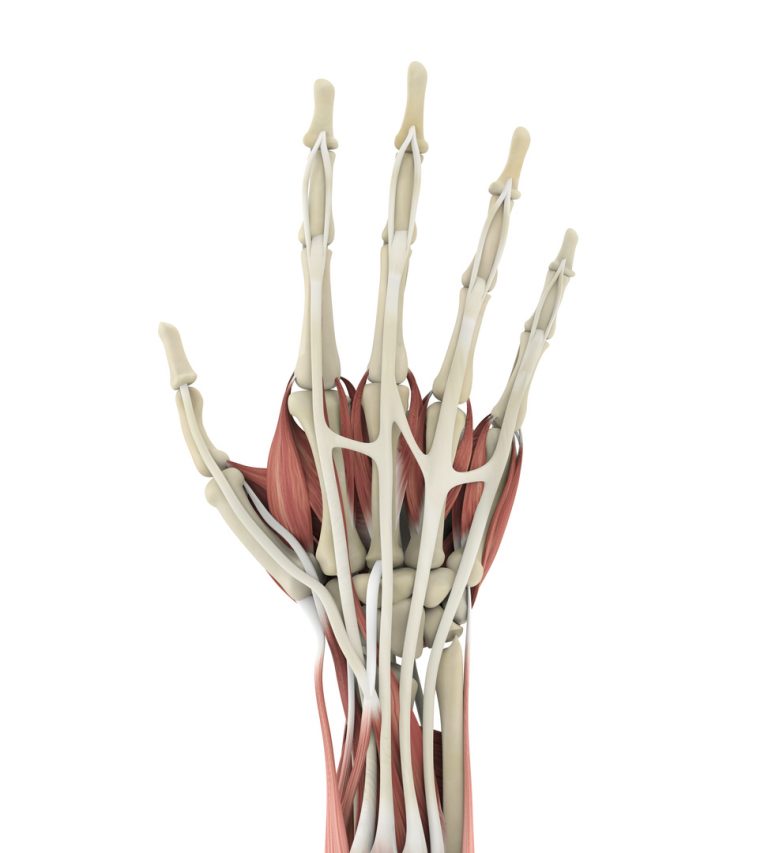 Enxertos de tendões ou nervos ao